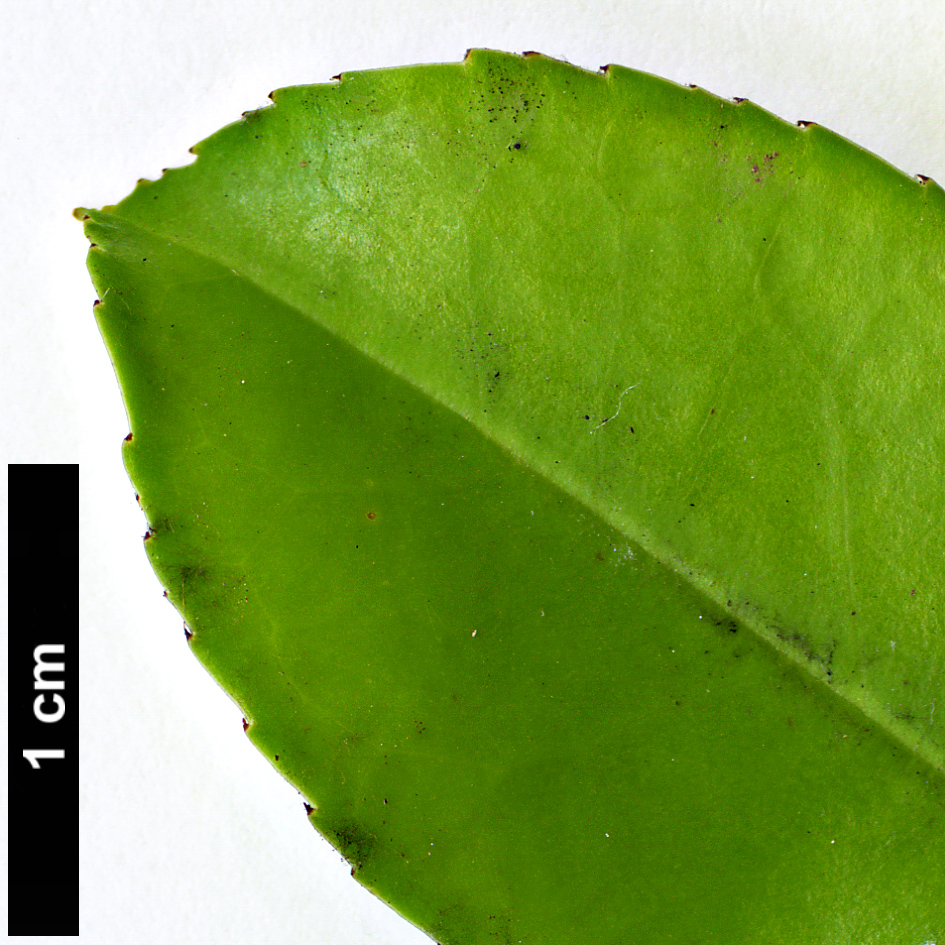 High resolution image: Family: Aquifoliaceae - Genus: Ilex - Taxon: triflora - SpeciesSub: var. kanehirae